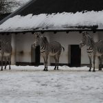 Three zebras, Zoo Berlin, Deutschland, January 2013