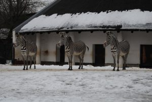 Three zebras, Zoo Berlin, Deutschland, January 2013