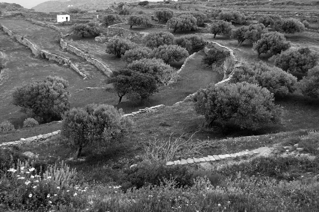 Sifnos island nature 3